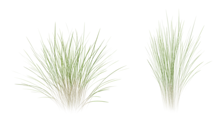 Fotobehang Bunches of grass on a transparent background. 3D rendering.  © snesivan