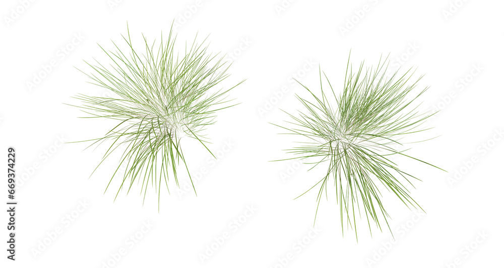 Poster bunches of grass on a transparent background. 3d rendering.