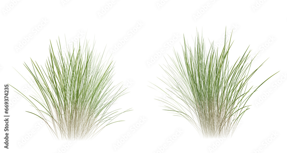 Poster bunches of grass on a transparent background. 3d rendering.