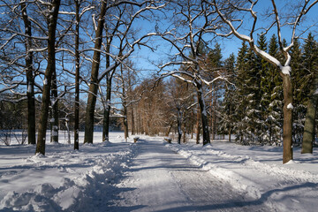 Ramp alley in the Catherine Park of Tsarskoye Selo on a sunny winter day, Pushkin, St. Petersburg,...
