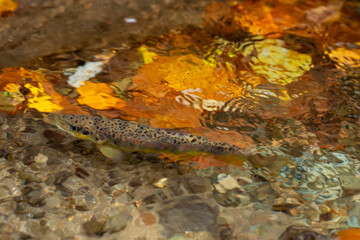 Obraz na płótnie Canvas Balkan trout in the clear waters of a mountain river
