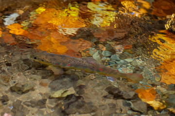 Balkan trout in the clear waters of a mountain river
