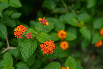 Lantana camara or west Indian lantana or common lantana flower verbena family (Verbenaceae) closeup
