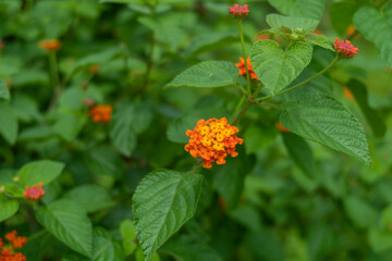Lantana camara or west Indian lantana or common lantana flower verbena family (Verbenaceae) closeup
