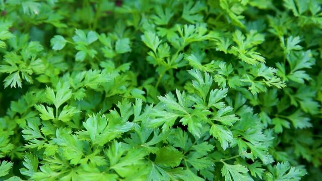 Curly parsley. A plantation of greenery in close-up. Food background of green parsley leaves. A bed of greenery in the garden. The wind stirs the leaves.
