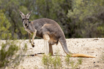 Naklejka na ściany i meble Buck or male Australian Red Kangaroo