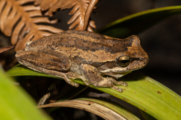 Australian Jervis Bay Tree frog resting on green leaf