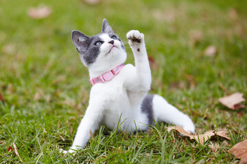Nature, pet and cat playing in grass at an outdoor garden or park with pink collar and leaves. Cute, adorable and small kitten feline animal or pet having fun in sunlight on a field in countryside.
