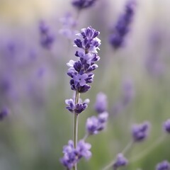 Obraz premium Close up of lavender flowers