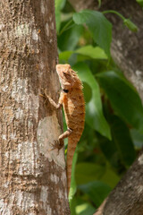 Chameleon