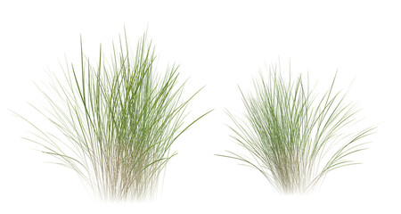 Bunches of grass on a transparent background. 3D rendering.	