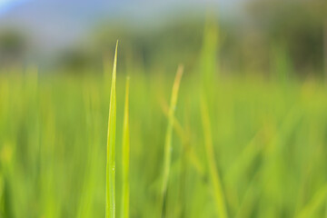 close up of green paddy field background