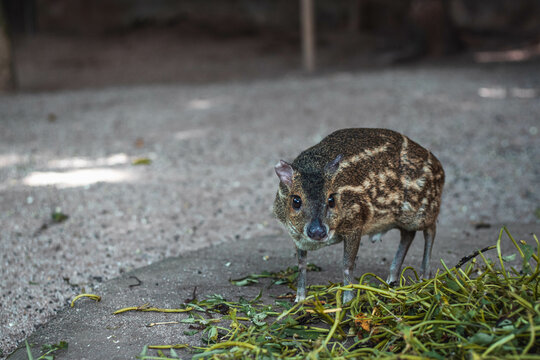 Moschiola meminna,  Sri Lankan spotted chevrotain eating leaves- meminna