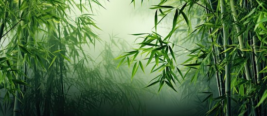 Bamboo trees background - obrazy, fototapety, plakaty