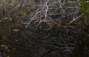Reflection of First Snow in Sunlit Yellow Leaf on Cold Water