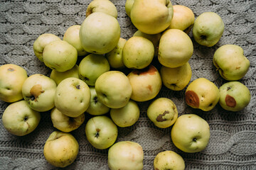 A lot of green apples lie on the surface. Harvest from your own garden. Some apples are fresh, some are already rotten, with traces of impact. Preparations for the winter, making jam