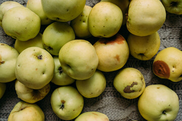 A lot of green apples lie on the surface. Harvest from your own garden. Some apples are fresh, some are already rotten, with traces of impact. Preparations for the winter, making jam
