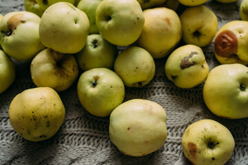 A lot of green apples lie on the surface. Harvest from your own garden. Some apples are fresh, some are already rotten, with traces of impact. Preparations for the winter, making jam