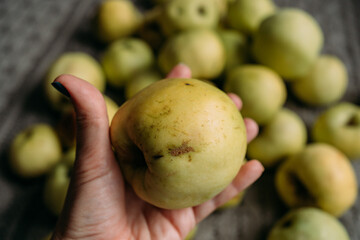 A yellow seasonal apple held in a young woman's hand, against the backdrop of an apple harvesting...