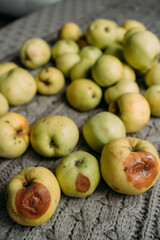 A lot of green apples lie on the surface. Harvest from your own garden. Some apples are fresh, some are already rotten, with traces of impact. Preparations for the winter, making jam