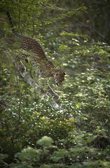 Leopard, wildlife, leopard print, nature, animals, wildlife photography, big cats, Sri Lanka, Leopard cub, 
