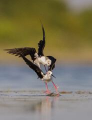 Birds, Wildlife photography, Beautifull birds, flamingo, Heron, Eagle, Sri Lanka