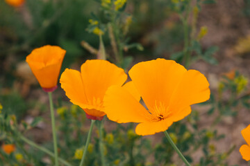 field of poppies