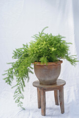 Asparagus densiflorus (Kunth) Jessop or Asparagus fern