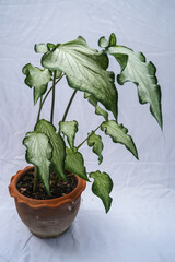 Caladium Angel Wings, Lance-Leaf Caladium, Strap-Leaf Caladium White Wing Caladium 