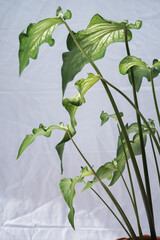 Caladium Angel Wings, Lance-Leaf Caladium, Strap-Leaf Caladium White Wing Caladium 