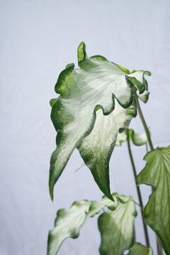 Caladium Angel Wings, Lance-Leaf Caladium, Strap-Leaf Caladium White Wing Caladium 