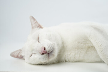 white cat sleeping in white floor