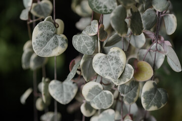 Variegated String of Hearts plant 