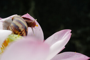 Land snail crawling on pink lotus flower 