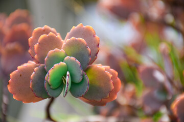 Tricolor Lavender Scallops succulent