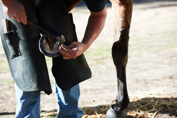 Farrier man, horse foot and farm with hammer for help, race and speed with tools, care and support. Vet team, equine doctor and healthcare for animal hooves, pet and safety at ranch in countryside - obrazy, fototapety, plakaty