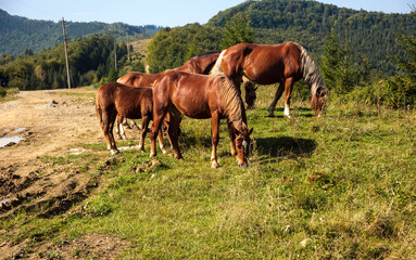 Obraz na płótnie Canvas horses in the mountains