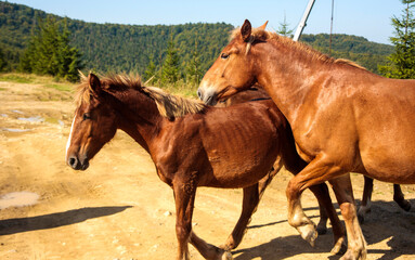 portrait of a horse