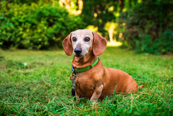 A dachshund dog is sitting in the green grass on the background of the park. The dog is very old....