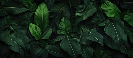 Dark green tropical leaf group background panoramic background - obrazy, fototapety, plakaty