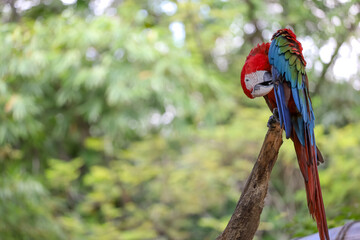 Close up the Blue and yellow macaw parrot bird in garden