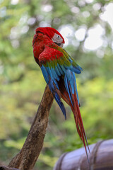Close up the Blue and yellow macaw parrot bird in garden