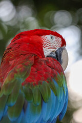 Fototapeta premium Close up head the red macaw parrot bird