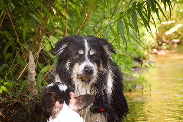 Fototapeta premium Portrait of border collie, who is swimming in the water. He has wet coat. He is very cute and funny.