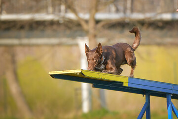Dog is running on agility see-saw. She is so incredible dog on agility.