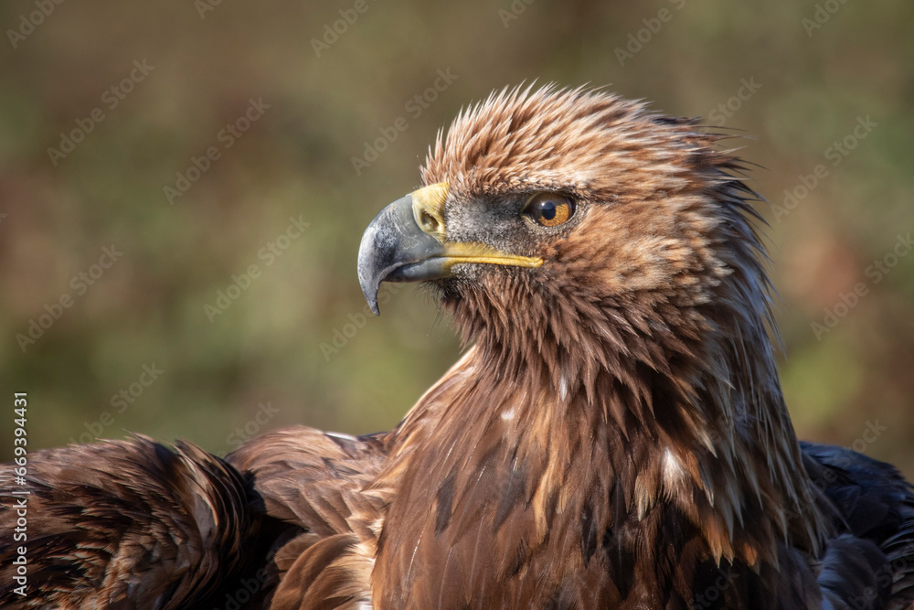 Poster A close up profile portrait of a golden eagle. It is facing to the left and shows the head of the bird with space for text around it.