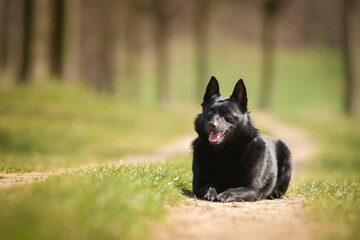 Young female of schipperke is laying in grass. She has so nice face. She is so patient model. 
