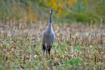 Kranich (Grus grus) in einem abgeernteten Mais-Feld // Crane (Grus grus) in a harvested corn field - Diepholzer Moorniederung, Germany © bennytrapp