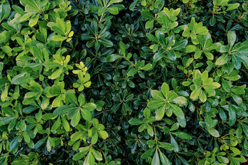 Fototapeta na wymiar Bright green leaves of a shrub of cheese wood in a garden