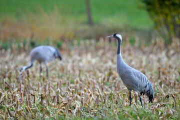 Kraniche (Grus grus) in einem abgeernteten Mais-Feld // Cranes (Grus grus) in a harvested corn field - Diepholzer Moorniederung, Germany © bennytrapp